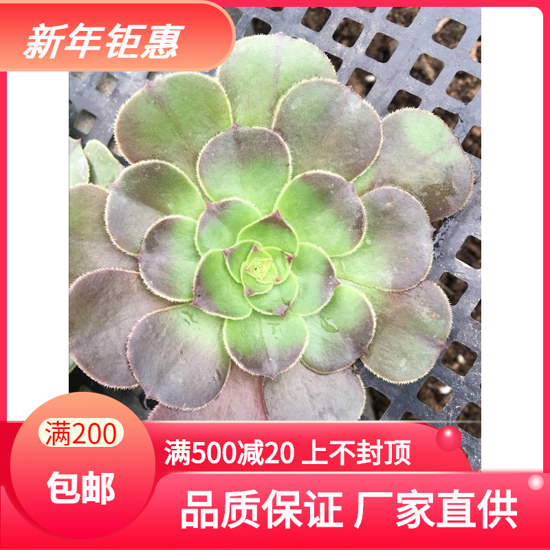 天羽多肉 砍头苗万圣节法师  多肉种苗 批发多肉植物|ms