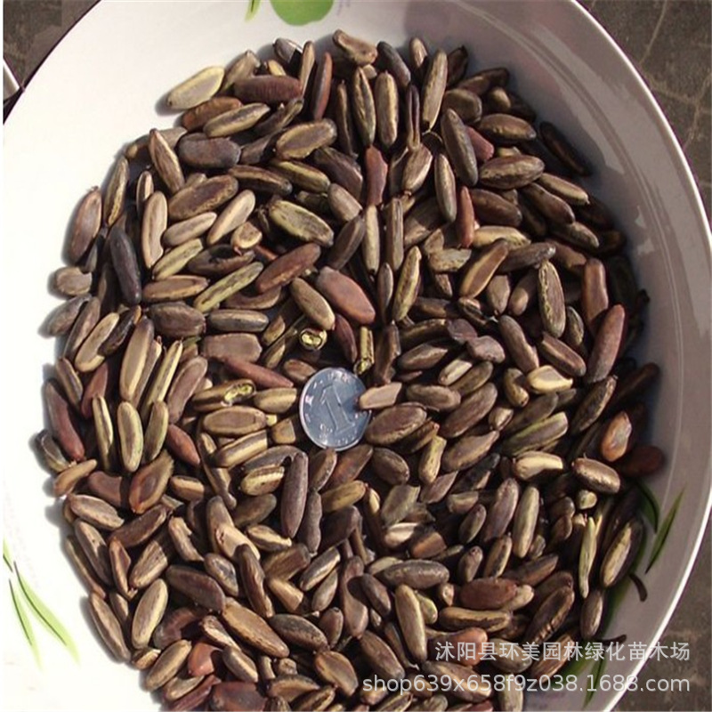 蓝花楹种子凤凰木树种子红花楹种子蓝雾树紫花云洋楹蓝花楹籽 种苗花卉网