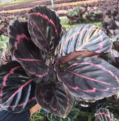 [Supplying base]indoor Hydroponic plants flowers and plants Home Furnishing green Small potted flowers and plants Hydroponic red beauty