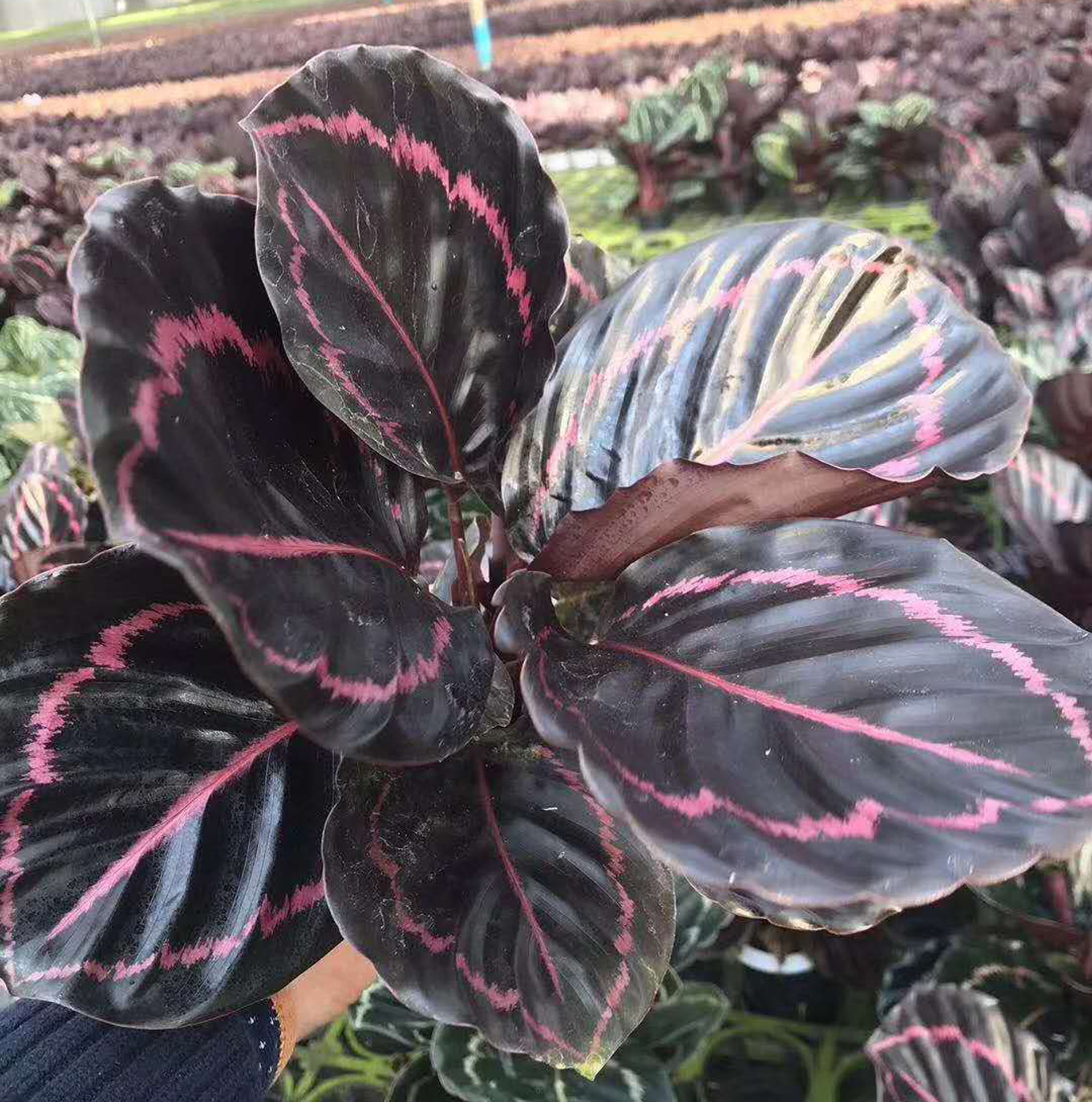 [Supplying base]indoor Hydroponic plants flowers and plants Home Furnishing green Small potted flowers and plants Hydroponic red beauty