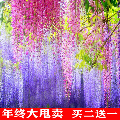 多花紫藤树苗爬藤植物别墅花园庭院攀援阳台盆栽花卉紫藤萝花大苗|ru