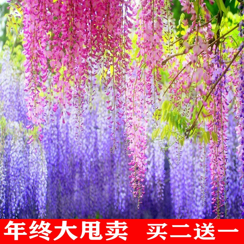 Разноцветковый саженец дерева глицинии вьющееся растение вилла сад двор восхождение балкон цветок в горшке цветок глицинии большой Саженец