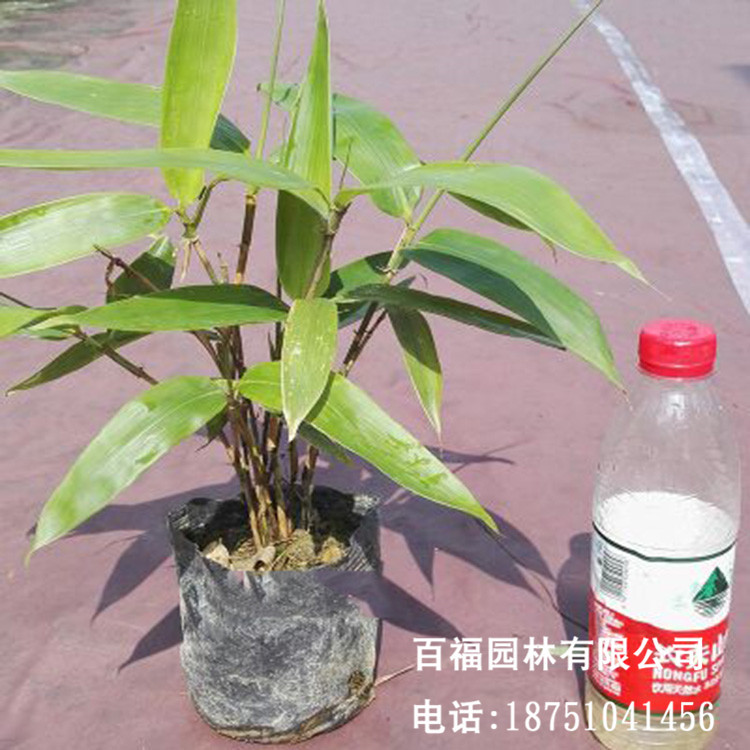 箬竹盆栽,箬竹盆景,文竹盆栽_大山谷图库