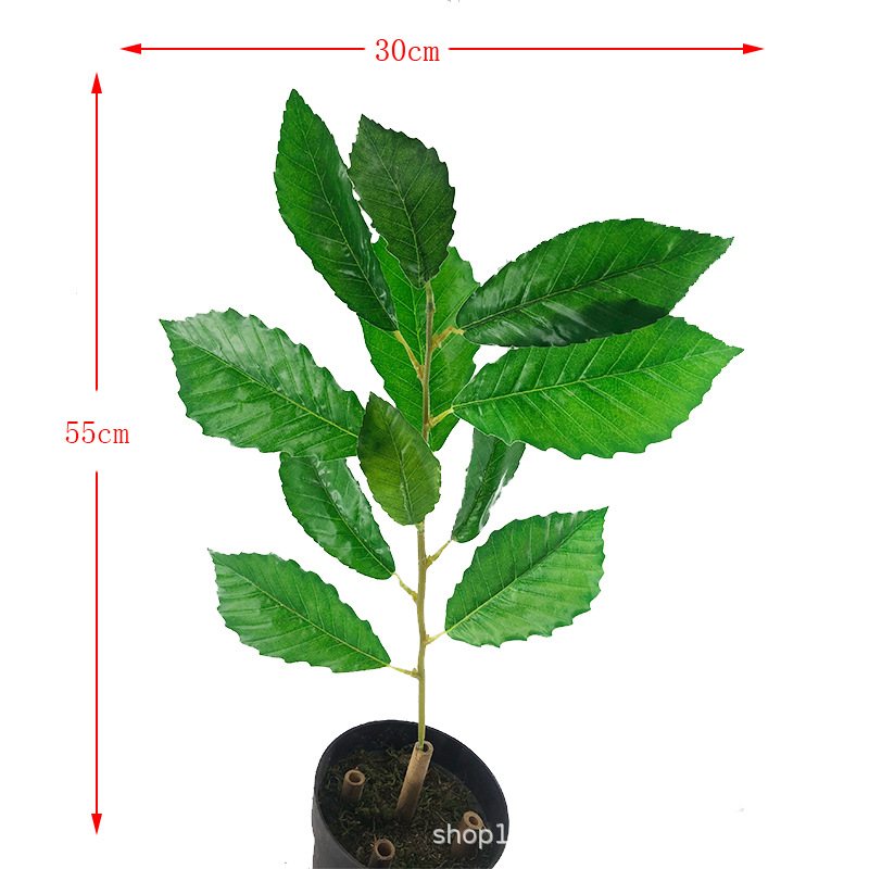 XRB-057 瑞氏榼藤单枝.jpg