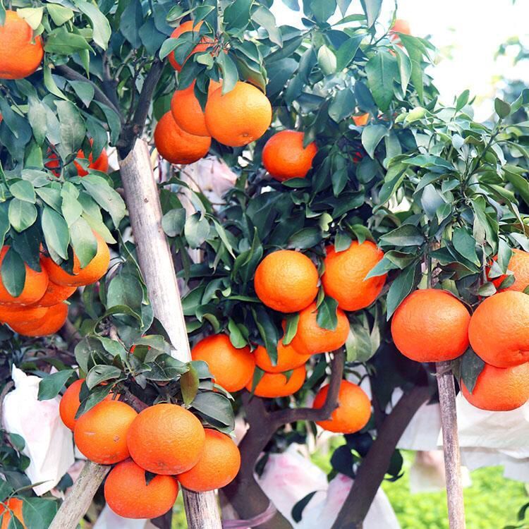 12444968819_944498898