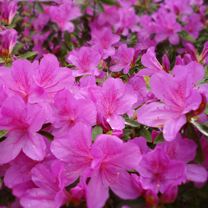 O1CN014apOEn1HJ85nl7MeV_!!4098