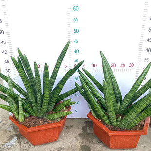 ������ֱ�����Ҿӻ���ֲ�� ���Ի��ܾGֲ ����ֲ��  �����҃�