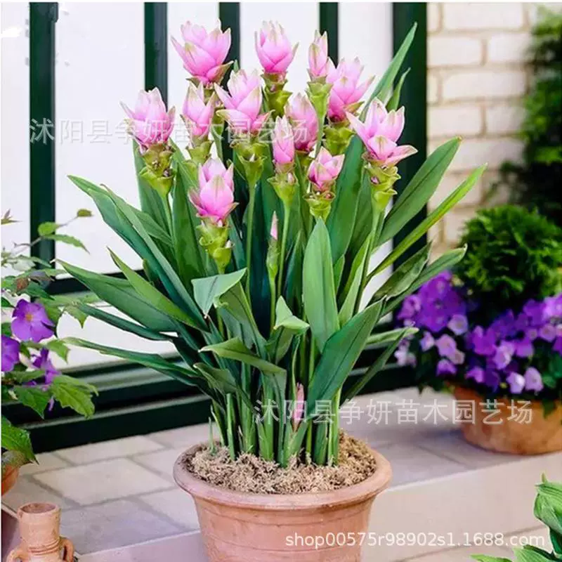 Имбирь семена лотоса луковица сад вилла сад пейзаж период цветения супер длинный тропический корень растения луковица цветы большое количество скидка