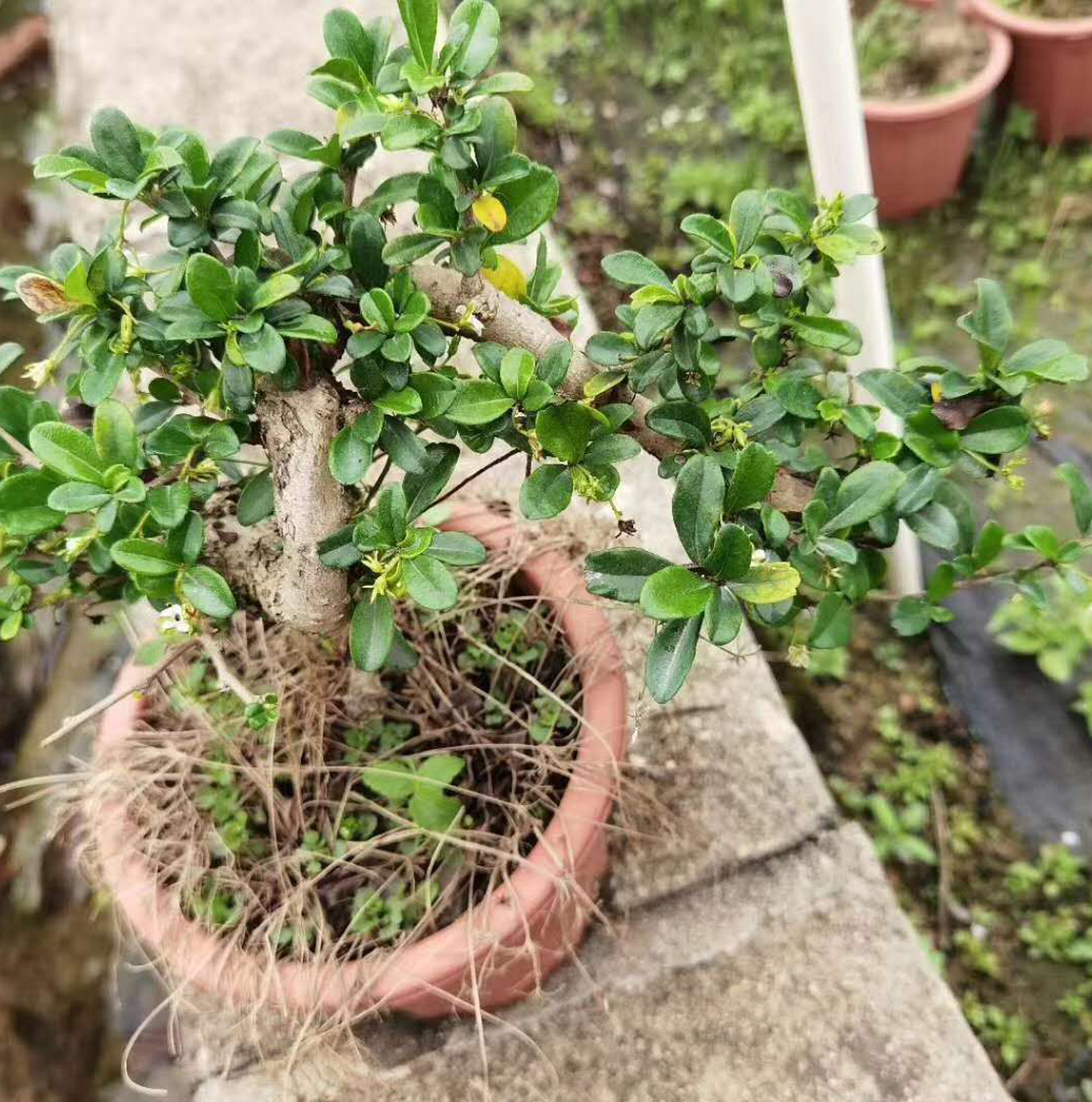 [Supplying base]balcony Green plant flowers and plants Potted plant purify atmosphere Bonsai styling 230 Cliff Fujian tea