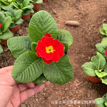 樱草花 樱草花品牌 图片 价格 樱草花批发 阿里巴巴