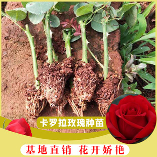 Dounan Rose Seartings Base Dahua сильные ароматы розы зеленые саженцы четыре сезона свежие семена цветочных семя