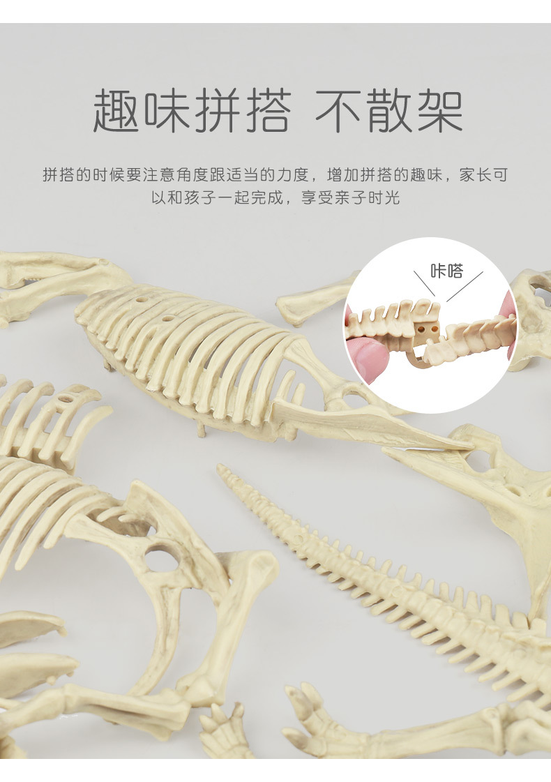 考古恐龙玩具详情上_09.jpg