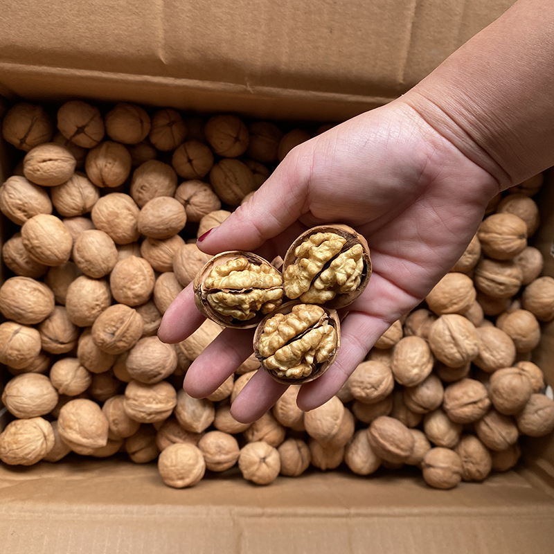 2022 New Walnut Xinjiang 185 Cardboard walnut Factory wholesale 250 Cardboard Walnut Manufactor