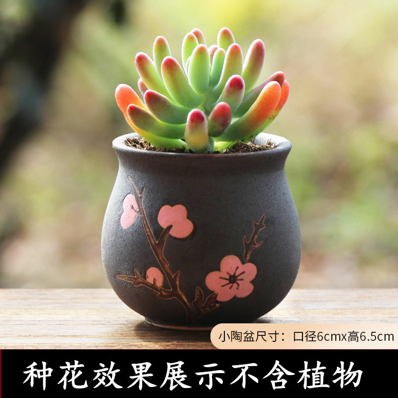 SKU-八千代_副本