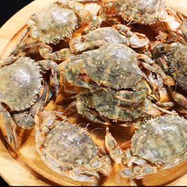 四海水产小螃蟹个大体肥精挑细选海螃蟹壳薄肉嫩肉质肥美厂家直供