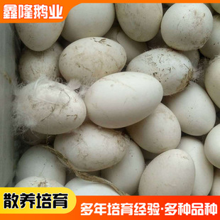 Shandong Goose Searglings.