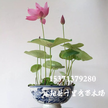 紅色系碗蓮 紅色系碗蓮批發 促銷價格 產地貨源 阿里巴巴