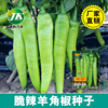 Factory wholesale crispy spicy sheep -horn pepper seeds yellow green pepper seeds spring, summer and autumn, vegetable seed seeds