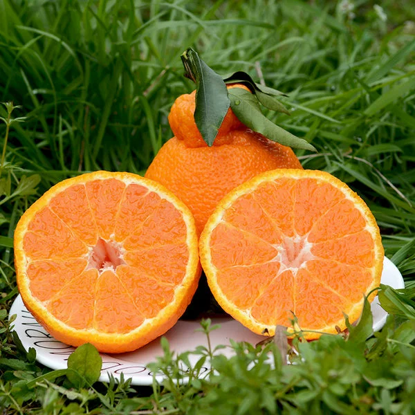 Сычуаньский цитрусовый фрукт «Жишифу» («Уродливый апельсин»), свежие сезонные апельсины, собранные свежими и отправленные в целых коробках.