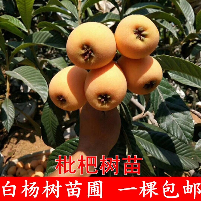 枇杷枇杷树图片 海量高清枇杷枇杷树图片大全 阿里巴巴