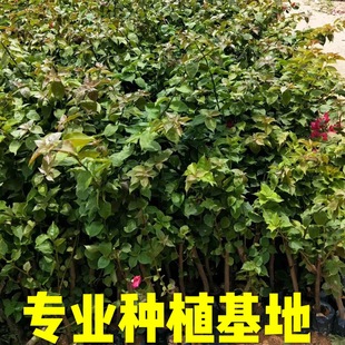 �ϻ�����÷Ǥ���繩�� ����÷����r�� �t������÷С�����l����