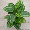 Base direct batch of beacon series Jade butterfly Bikachu potted indoor desktop observation leaf green plants purify air