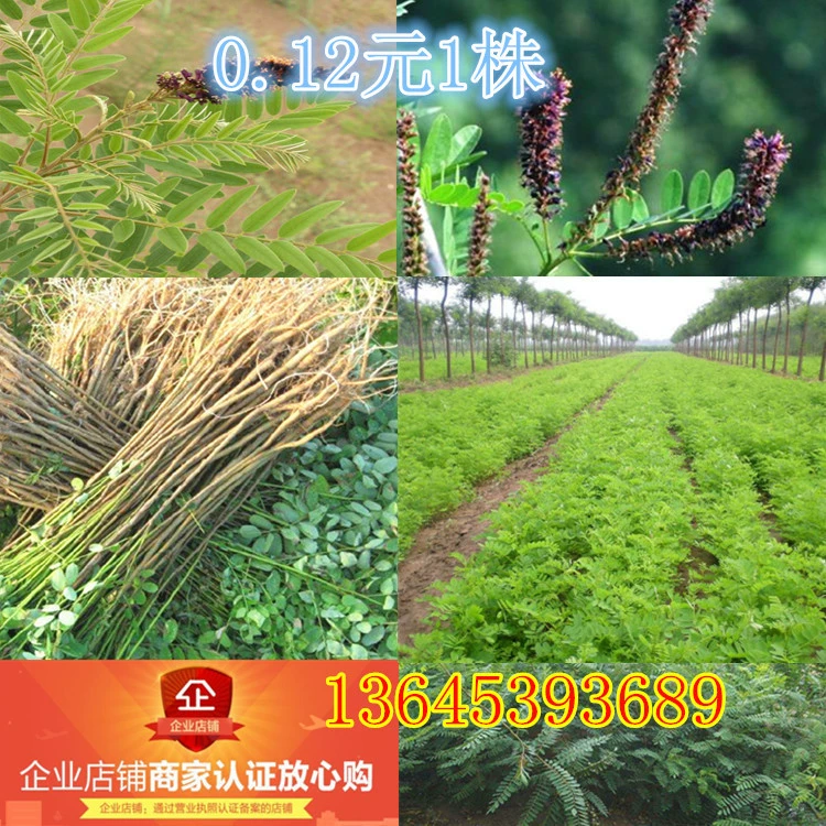 Amorpha fruticosa Защита высокого железного склона саженцы защита склонов живая сталь саженцы холодоустойчивость засухоустойчивость влагостойкость стойкость к солям и щелочам сопротивление песку саженцы