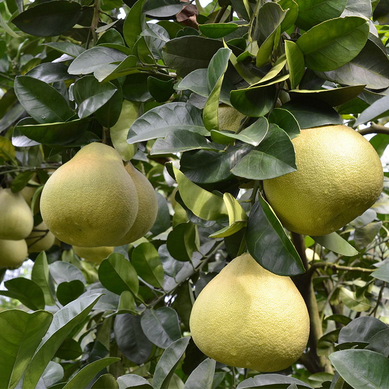 Wendan natural Seedless Pomelo fresh fruit Xianyou Red Grapefruit Trees gift