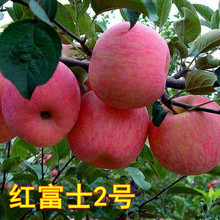 红富士品种2号糖心苹果树苗果肉脆南北方种植苹果结果苗