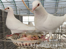 肉鸽养殖厂  落地王批发直销  白羽王哪里有卖的