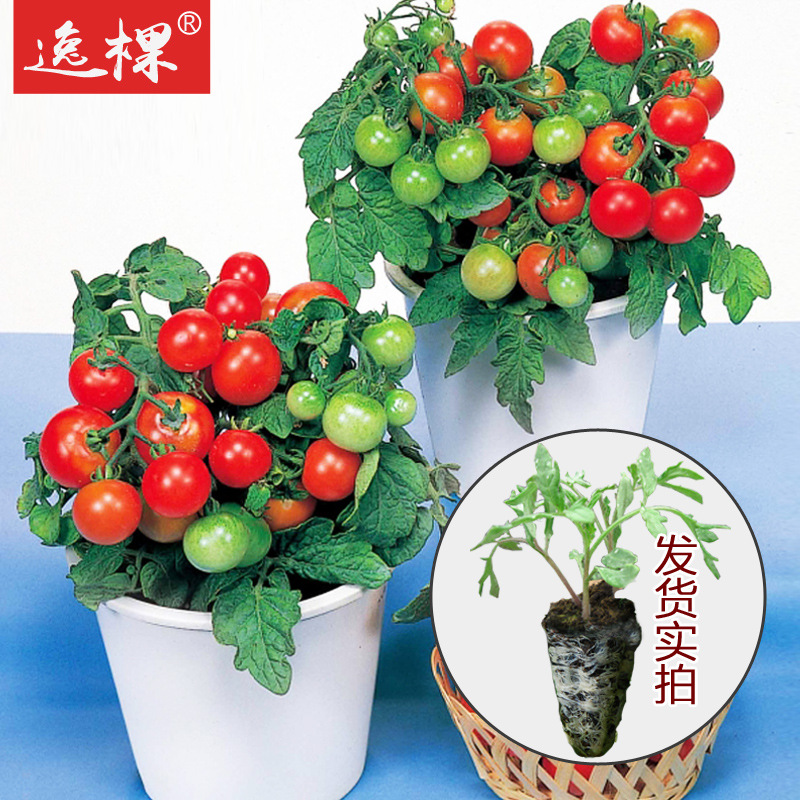 Cherry tomato Tomatoes Millennium tomato Organic Tomato seeds Potted plant tomato