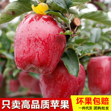 甘肃天水花牛苹果红蛇果新鲜水果粉面苹果带箱10斤多规格一件代发