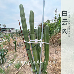 ����w�]�������� �¾G���� ɳĮ���^���� ����ɳ��ֲ��Nֲ����