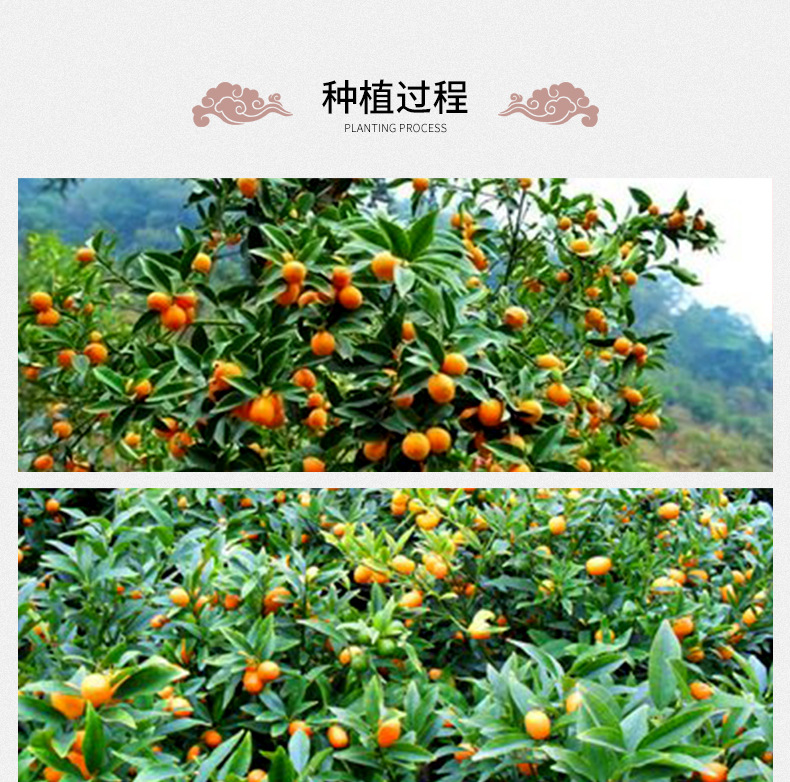Dried Kumquat Slices Jin Ju Gan Herbal Tea Loose Dried Citrus Fruit for Tea and Culinary Use 500g Bulk Pack preparation