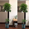 Base direct criticism of green treasure happiness tree lollipop large potted room high -end green leaf plant