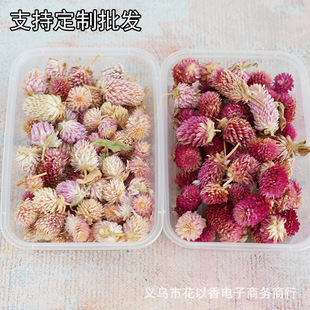 千日紅圖片 海量高清千日紅圖片大全 阿里巴巴