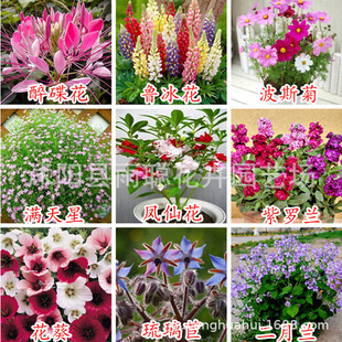 �ļ���Ұ���M�ϷN�Ӷ��������N���_���ѻ����߲˷N��ͥԺ�G��