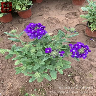 宿根草花美女樱 草花美女樱  小区园林绿化 青州宿根草花