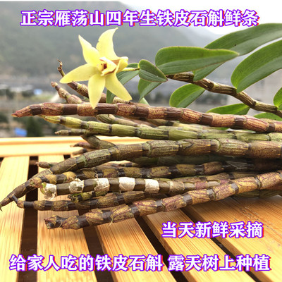 鐵皮石斛鮮條500g新鮮鐵皮石斛 可食用農産品新鮮美味楓鬥