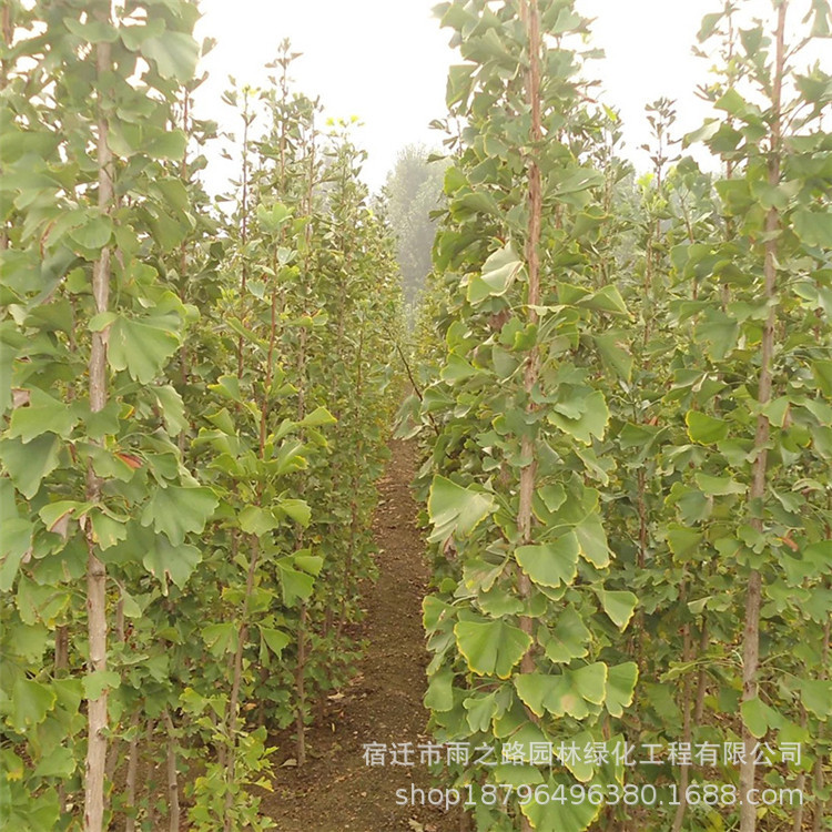 批发 占地拆迁树 银杏树白果小树 金叶银杏 庭院植物行道绿化银杏|ms