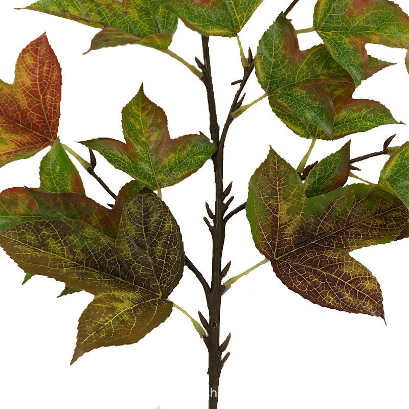 XRB-158 三角枫秋1.jpg