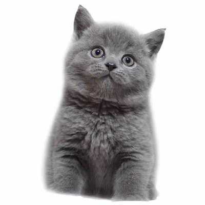 批发宠物猫 蓝猫 幼猫 英短 折耳蓝猫英国折耳蓝猫 美短标价定金|ms