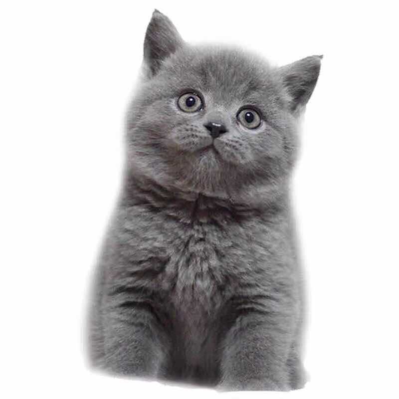 批发宠物猫 蓝猫 幼猫 英短 折耳蓝猫英国折耳蓝猫 美短标价定金|ms