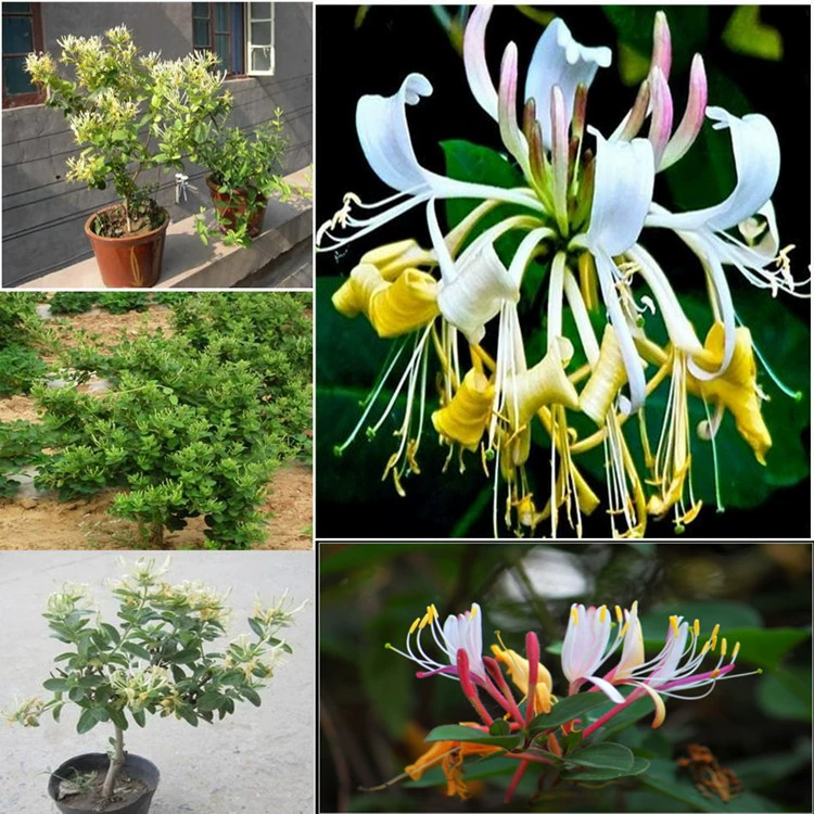 Саженец жимолости красный белый желтый жимолость вьющаяся лоза в горшке бонсай вьющееся растение Южный Северный мандарин утиная лоза оптом