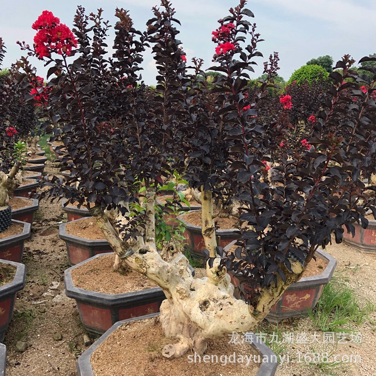 IMG_5444(20200224-230336)