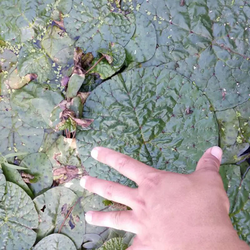 苗圃批发芡实苗水生植物 鸡头莲 一年生水生植物