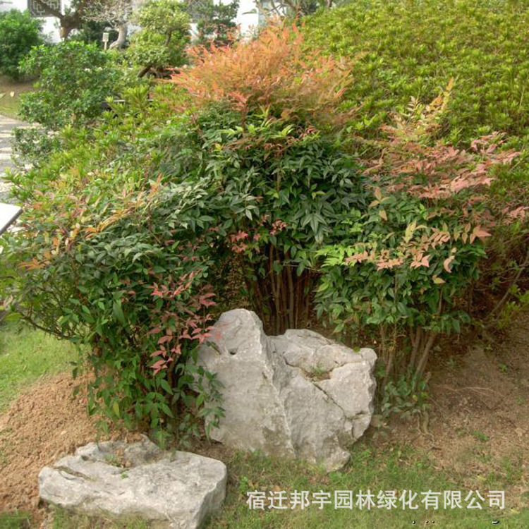 南天竹灌木,栀子花灌木,南天竹植物图片_大山谷图库