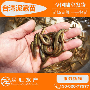 3-5 сантиметров тайваньских саженцев лоха
