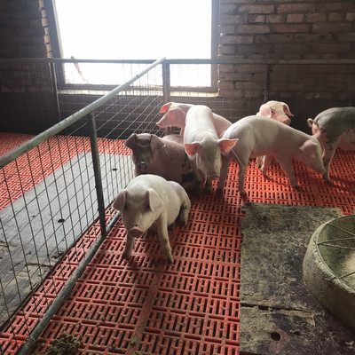 Two yuan Piglet Changbai with the Taihu Lake Lake Boar 2 Sow