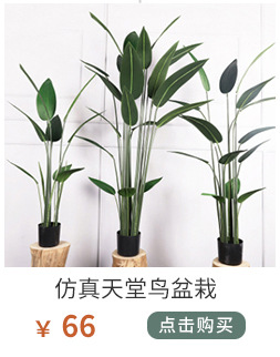 植物关联_021_05.jpg